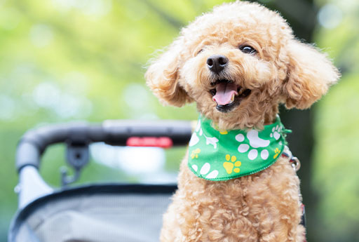 「ペットとの暮らしを豊かに」ペット用品ブランドAN（アン） イメージ02